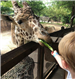 A14 - Feed the Giraffe at Dallas Zoo