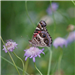 E78 - Butterfly on Santa Fe Trail