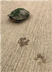 E93 - Turtle and Paw Prints