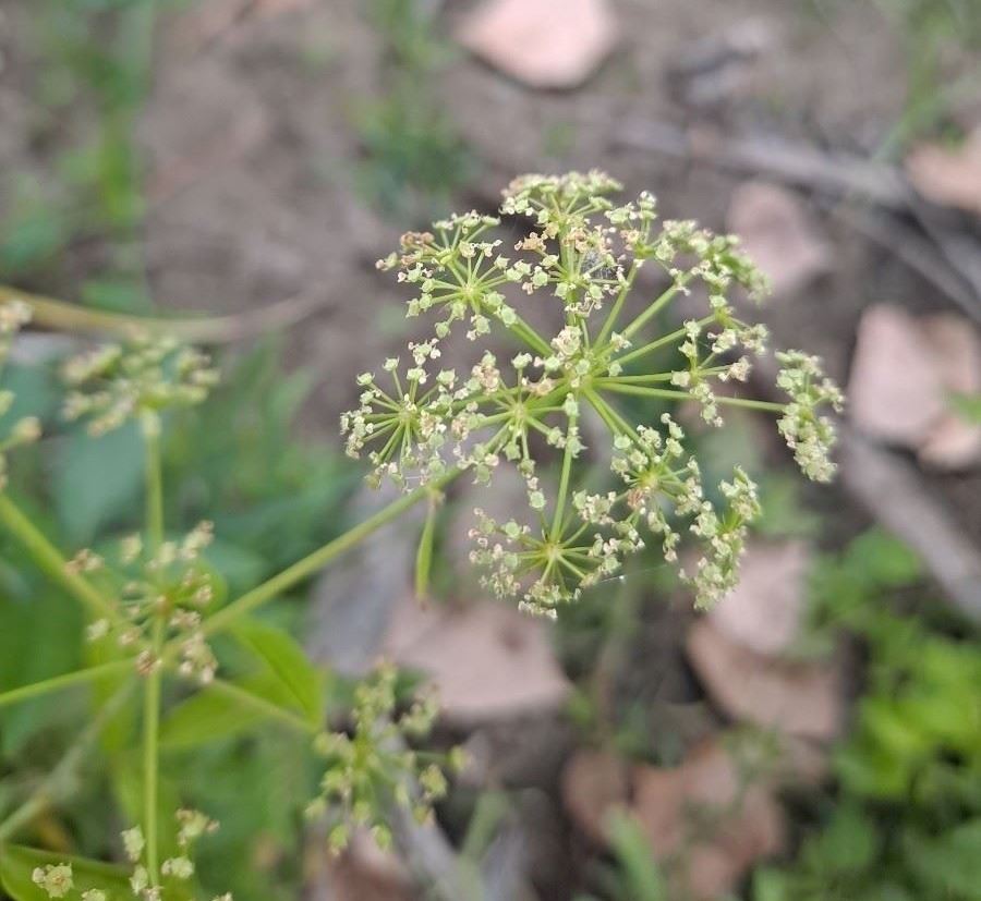 Water Hemlock flower