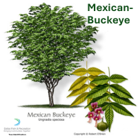 Mexican-Buckeye