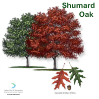 Shumard Oak