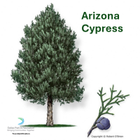Arizona Cypress