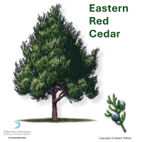 Eastern Red Cedar