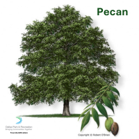 Pecan