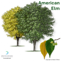 American Elm