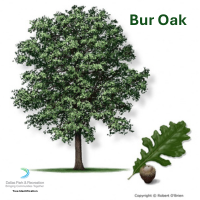 Bur Oak