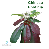 Chinese Photinia