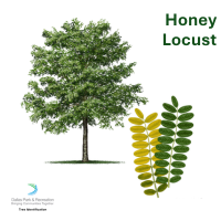 Honey Locust