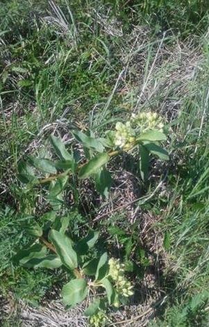 Milkweed 