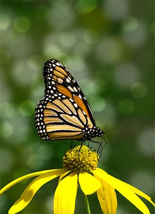 Monarch