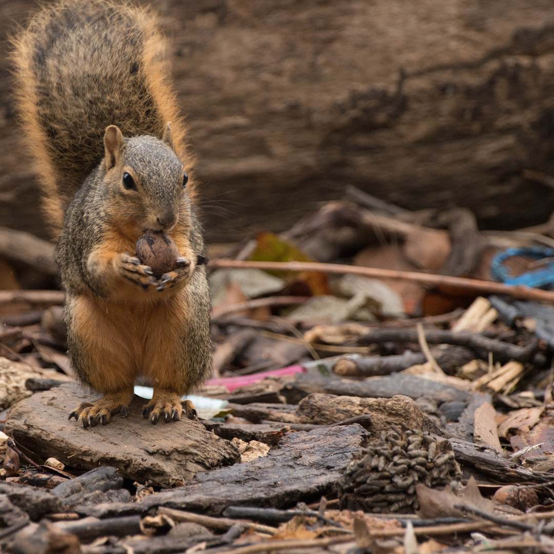 E31 - Squirrel at White Rock Lake