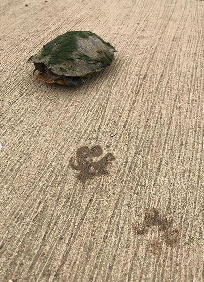 E93 - Turtle and Paw Prints
