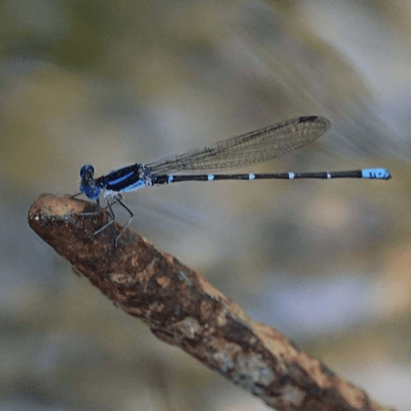 E68 - Blue Dragonfly at Northaven